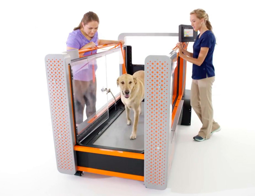 Canine Fitness Made Easy: Why Underwater Treadmills Are Perfect for Aging Dogs