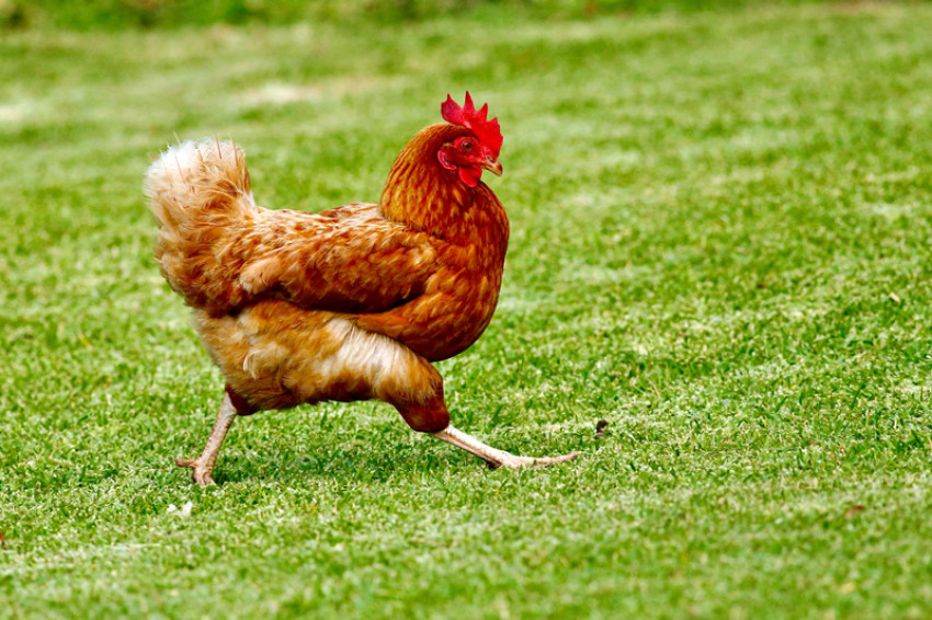 Importance Of Eggshell Quality