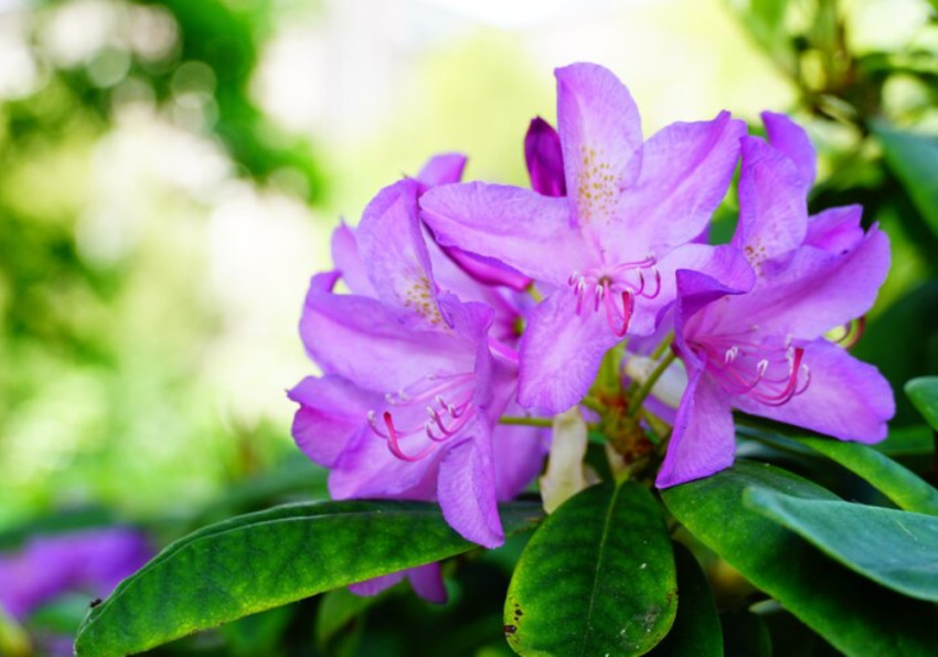 Find the 4 Best Places to See Wildflowers in China