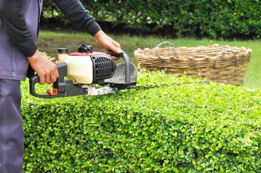 How Can Gardening Services Help Create a Pollinator-Friendly Garden?