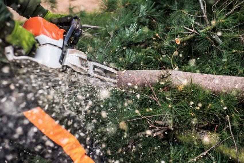 Why Choose Professional Marshville Tree Removal from BROTHERS TREE SERVICE NC