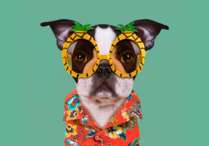 Safety Precautions: Factors to Consider When Buying Pet Accessories and Clothes in Encino