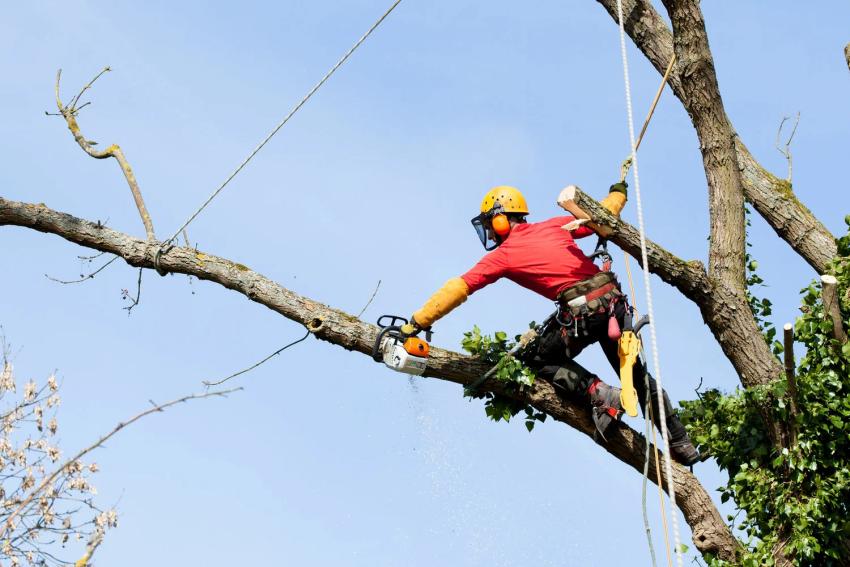 Tree Services Explained: Trimming, Removal, and More
