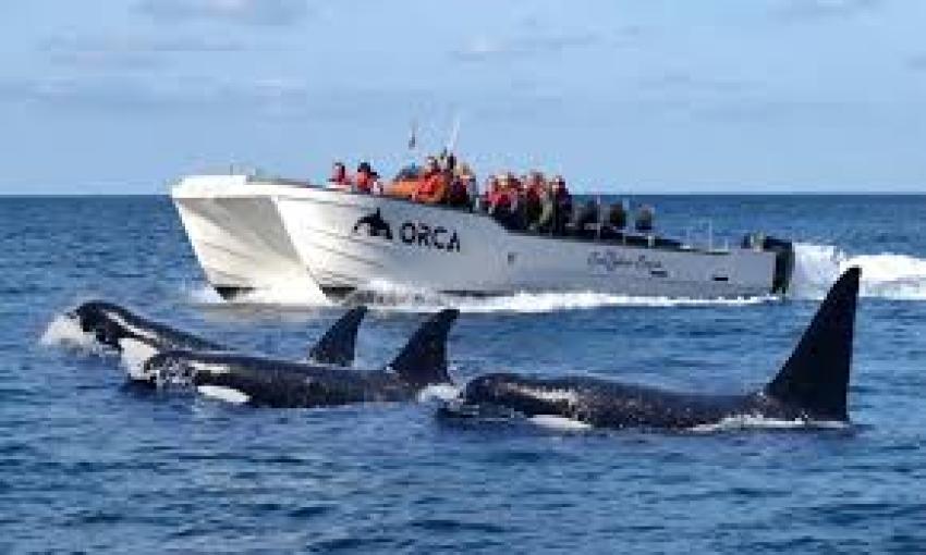 Scotland Whale Watching Tour Season Dates