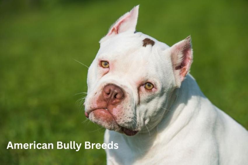 American Bully Breed- Standard, XL, Pocket and Micro Bully