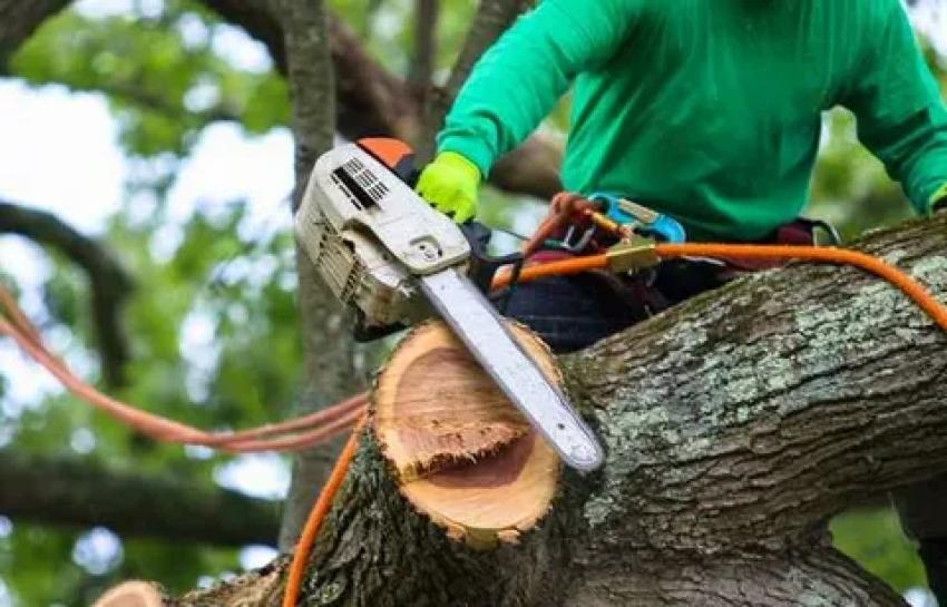 Hire The Best Local Tree Removal Near Me With Reviews
