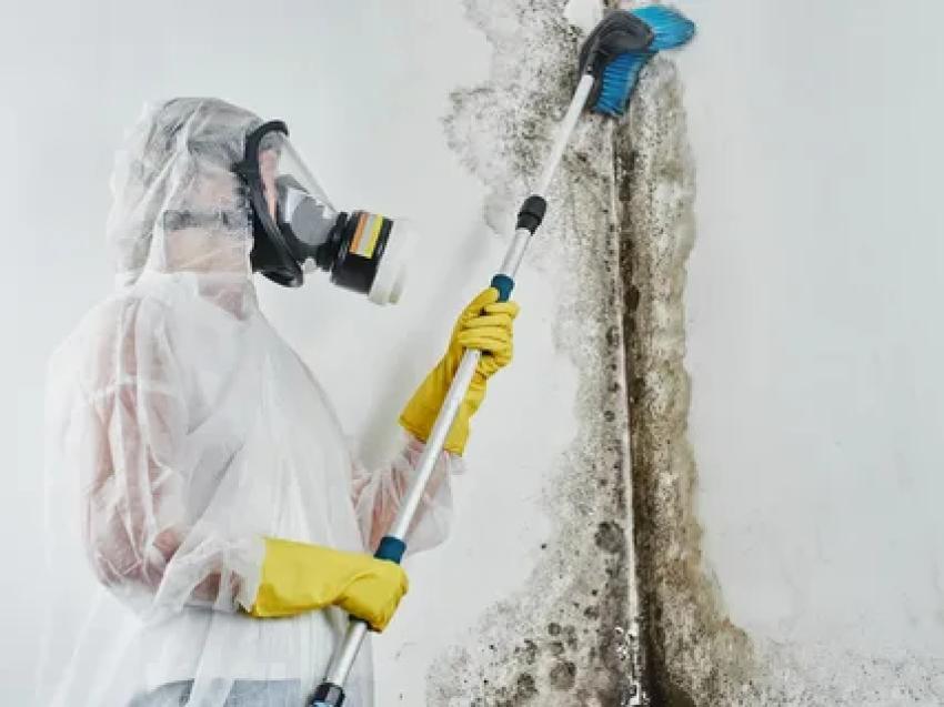 How Long a Mold Remediation Takes—What Happens During Each Phase?