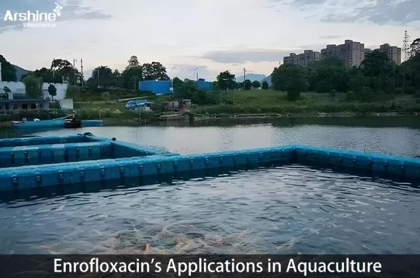 Enrofloxacin's Applications in Aquaculture