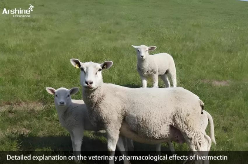 Detailed explanation on the veterinary pharmacological effects of ivermectin