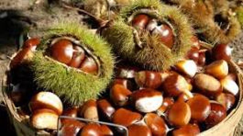 Chestnuts Prices, Trend and Index and Forecast Analysis | IMARC GROUP