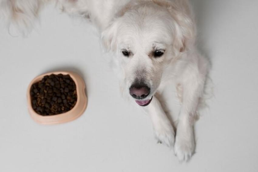 Ziwi Peak Dog Food: Premium Nutrition for a Healthier and Happier Pet