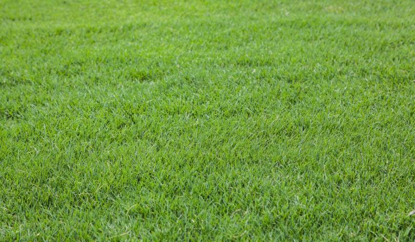 TifTuf® Bermuda Grass: Strong, Stunning, and Sustainable