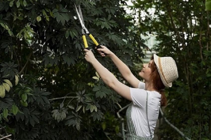 Quick Tips For Efficient Tree Pruning
