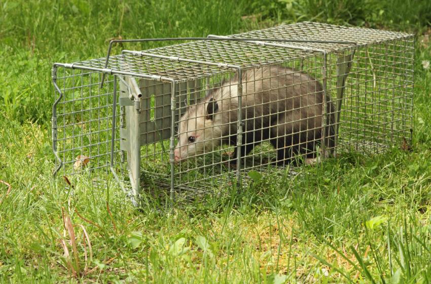 Why Possum Removal is Essential for Home Safety and Hygiene in Melbourne