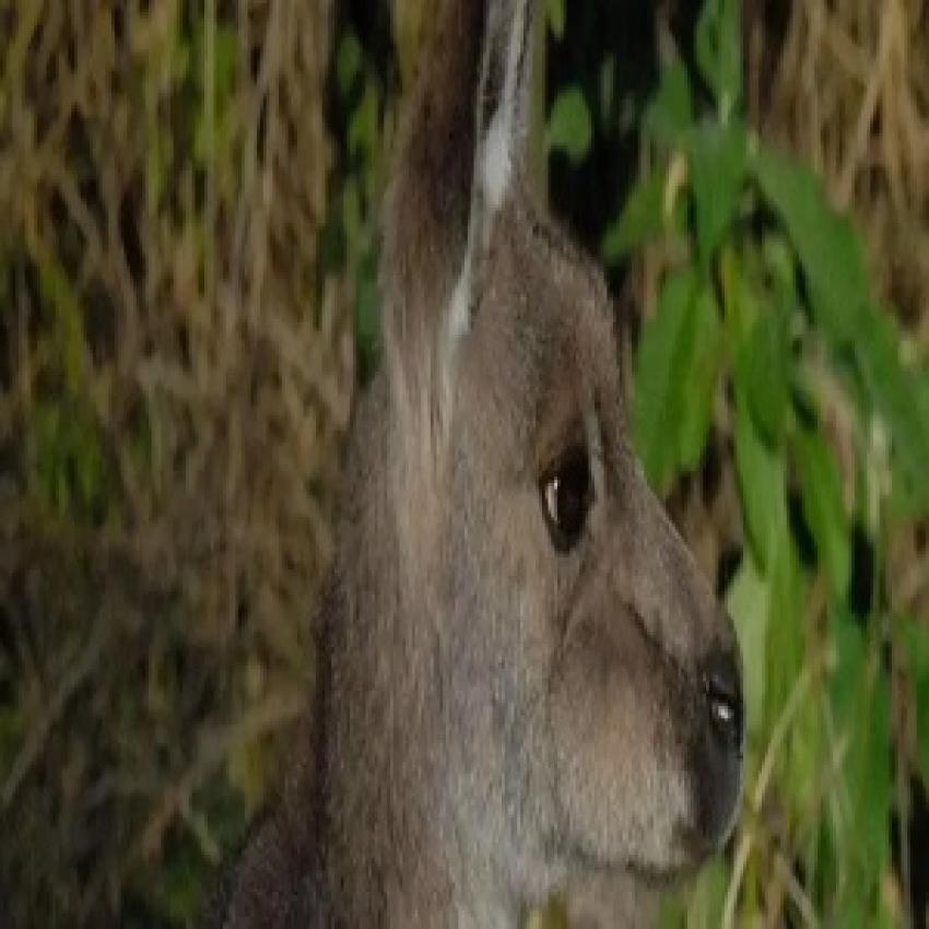 Discover Sydney in Style: The Ultimate Private Sydney Tours Experience