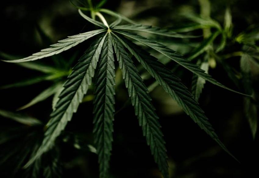 Understanding Cannabis Potency: How Strength Impacts Your Experience