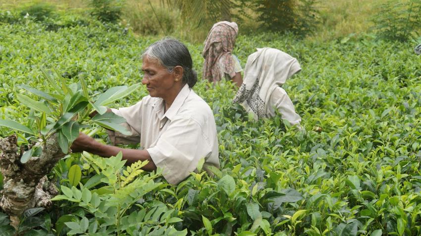 Kerala Coffee & Tea Trails: Plantation Tours You Shouldn’t Miss
