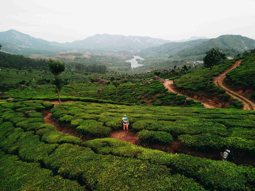 Top Tea Houses in Munnar Worth a Stop for Every Traveler