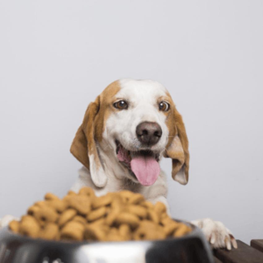 How Feeding Habits Affect Your Dog’s Behavior