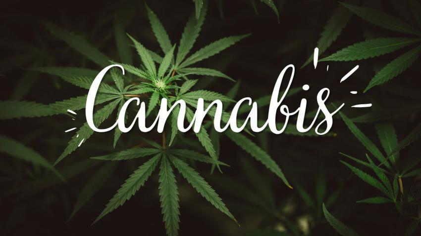 Buy Cannabis Concentrates Online: Best THC Wax, Shatter & Live Resin Products