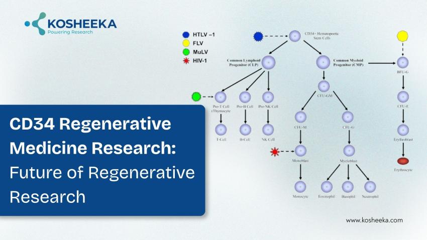 Role of CD34+ Cells in Regeneration: Future of Regenerative Research