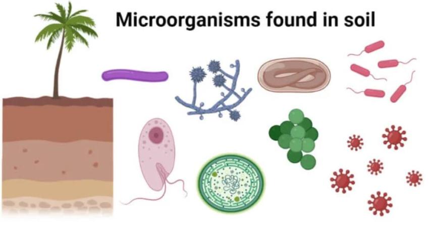 Soil Microorganisms in Agriculture: Effects and Practical Examples