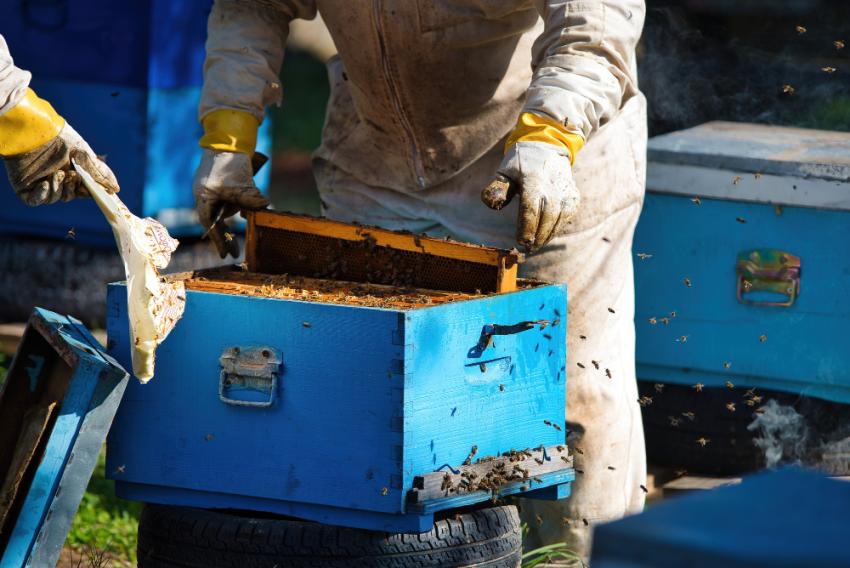 What to Do Before Bee Removal Experts in Katy TX Arrive at Your Home?