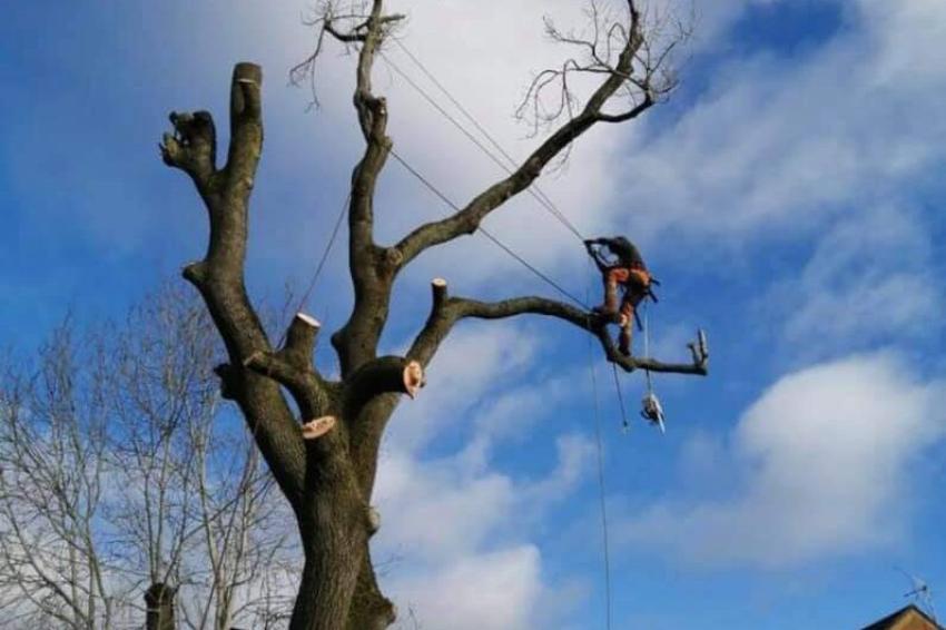 Best Time of Year for Tree Surgery in the Midlands: Seasonal Guide