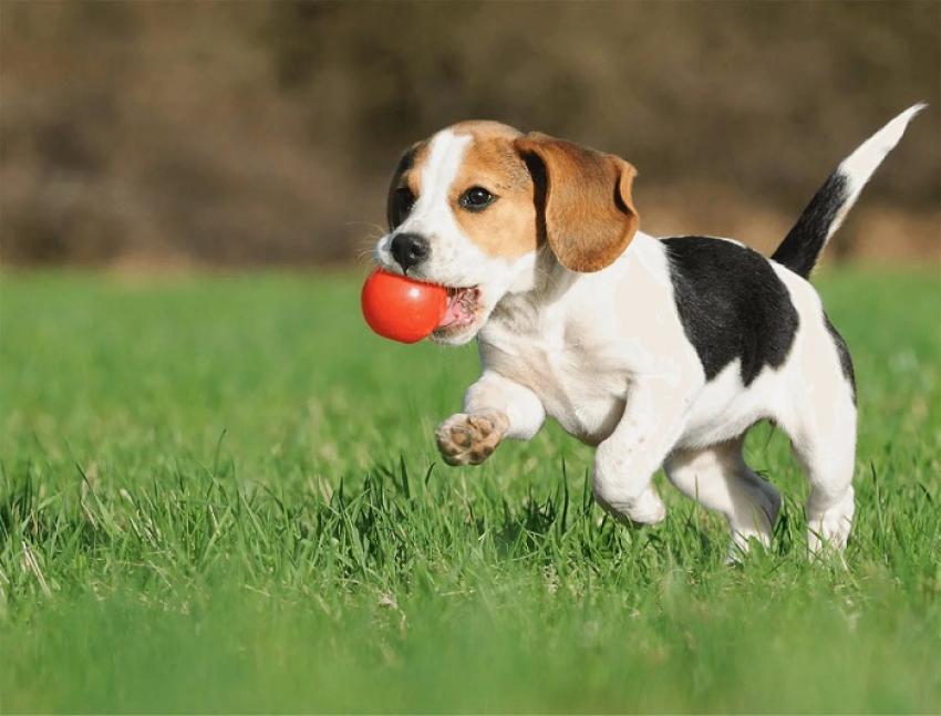 Why Dog Grooming Services in North York Are Essential for Pet Owners