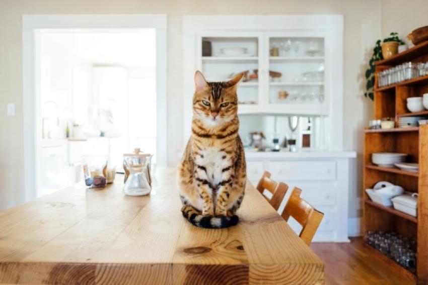 Ziwi Peak Cat Food: A Perfect Choice for Picky Eaters