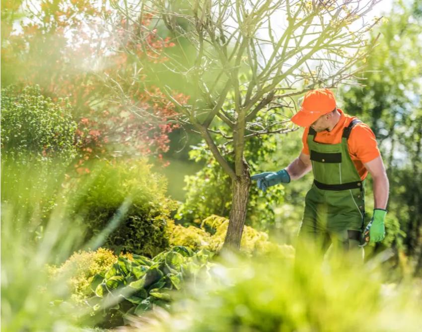 Tree Pruning: How Proper Care Supports a Healthier Environment
