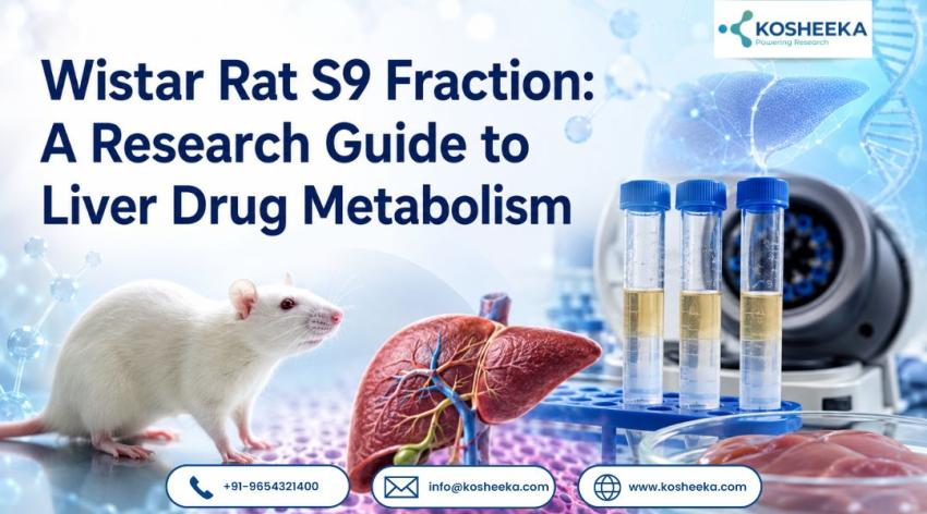 Wistar Rat S9 Fraction: A Research Guide to Liver Drug Metabolism