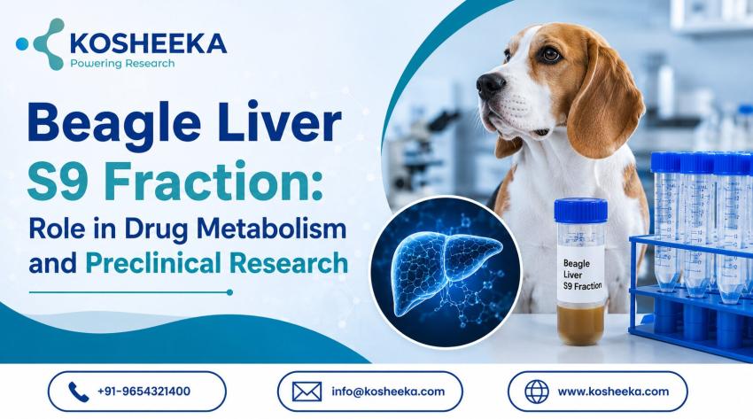 Beagle Liver S9 Fraction: Role in Drug Metabolism and Preclinical Research