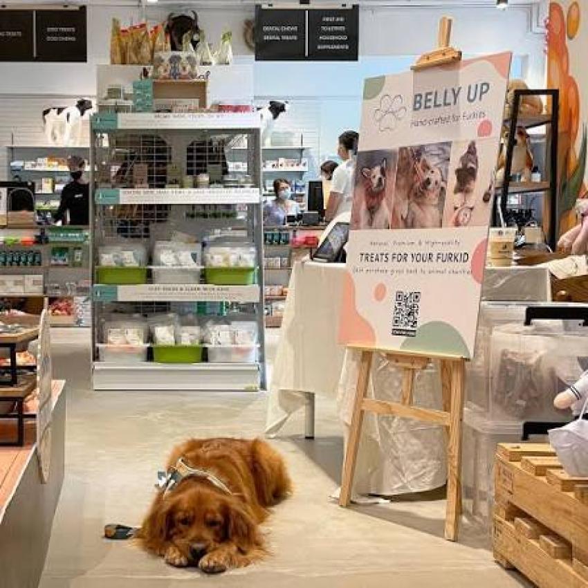 How to Compare Online Pet Shops Before Placing an Order