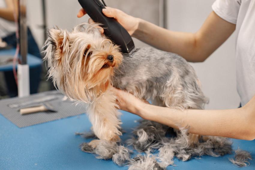 Salon vs. Dog Grooming Home Service in Fort Worth: What’s the Difference for Your Dog